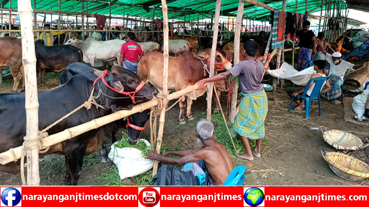 নারায়ণগঞ্জে এবার বসছে ৯১ কোরবানির পশুর হাট