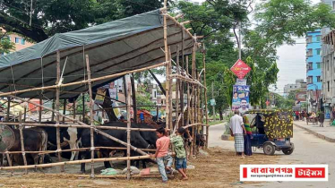 সিদ্ধিরগঞ্জে পাড়া মহল্লায় অবৈধ মিনি পশুর হাট