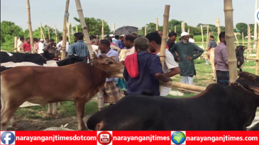 আড়াইহাজারে মাদ্রাসা মাঠে উপজেলা চেয়ারম্যানের গরুর হাট