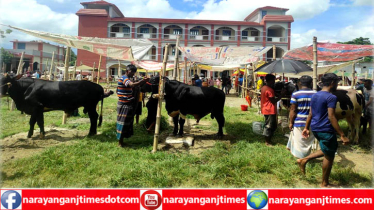 আড়াইহাজারে নিষেধাজ্ঞা অমান্য করে স্কুল মাঠে গরুর হাঠ 