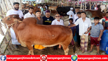 জমে উঠেছে জালকুড়ি উওরপাড়ার কোরবানির পশুর হাট 