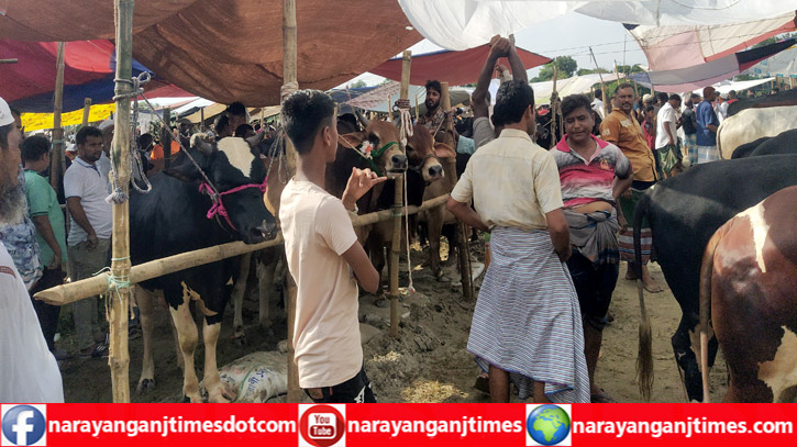 সোনারগাঁ আনন্দবাজার পশুর হাট জমে উঠেছে