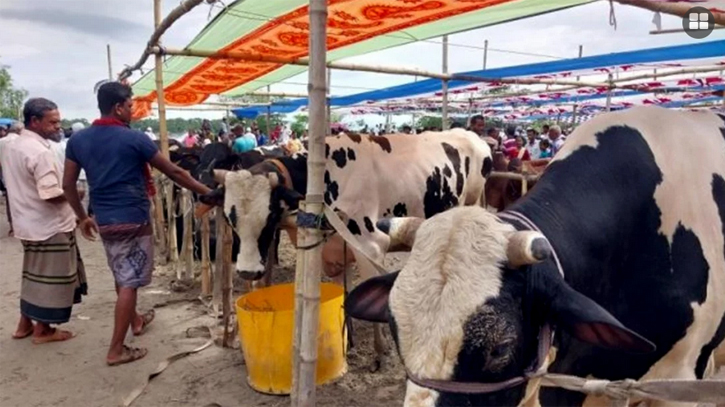 সোনারগাঁয়ে ৪ ব্যবসায়ীর ওপর হামলা, টাকা ও গরু লুট